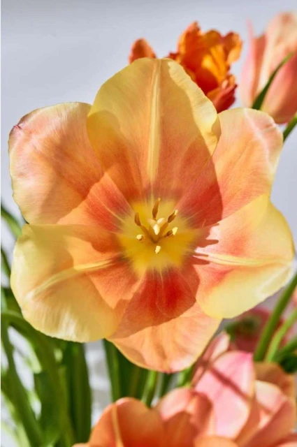 Close-up of a bouquet of orange and pink tulips with green stems and leaves against a soft white backdrop in a studio setting.
