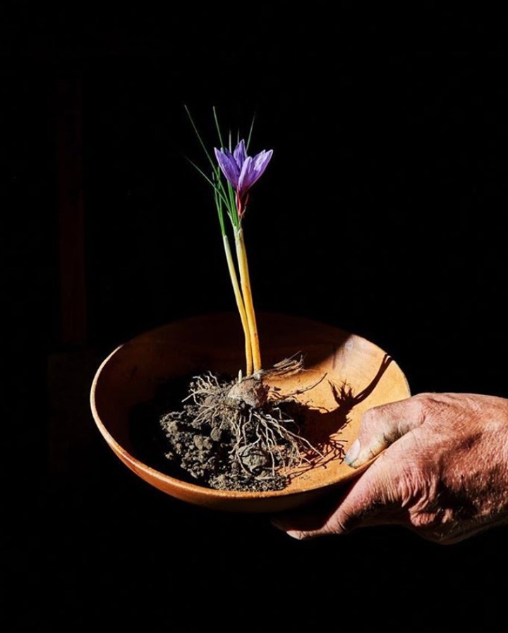Close-up of a purple saffron flower bulb and roots held in a wooden bowl by a human hand against a dark background.