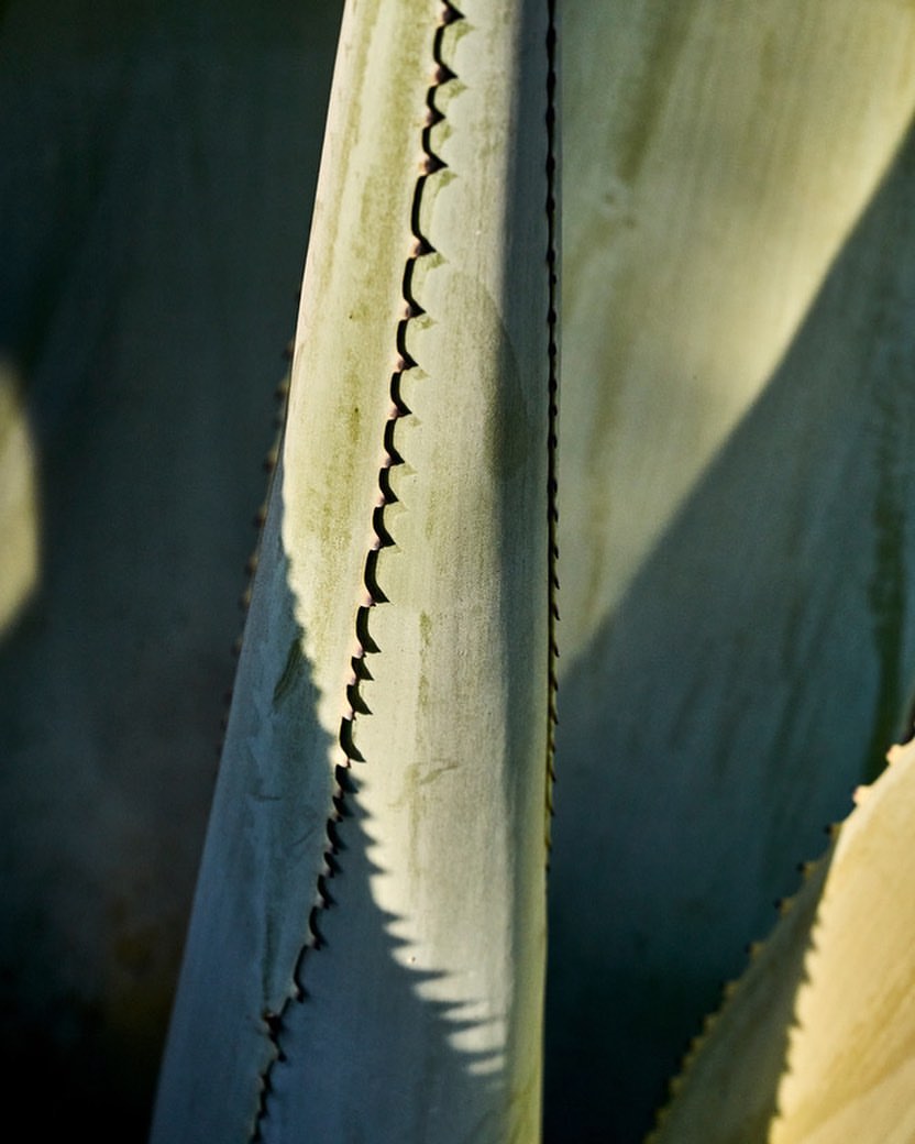 Close-up of an agave plant leaf with sharp, triangular spikes along the edge, bathed in bright sunlight and deep shadows.