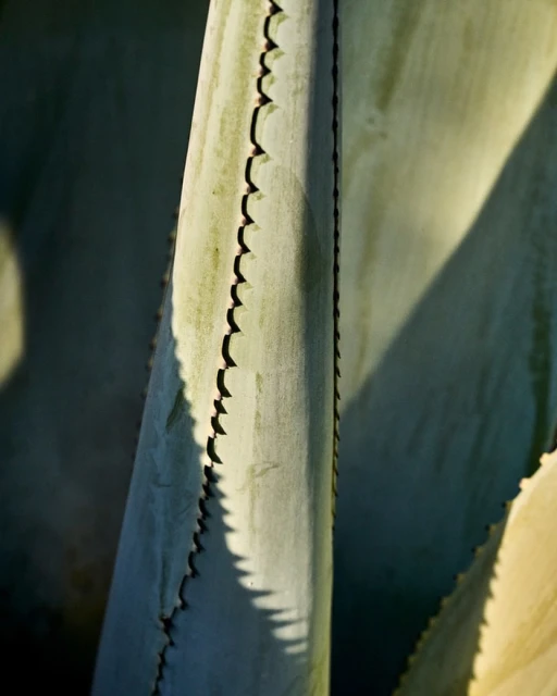 Close-up of an agave plant leaf with sharp, triangular spikes along the edge, bathed in bright sunlight and deep shadows.