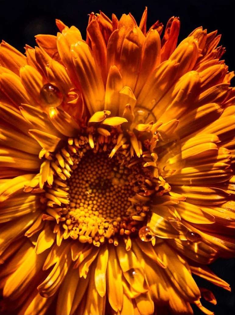 Close-up of a vibrant orange calendula flower with water droplets on its petals, set against a dark, contrasting background.