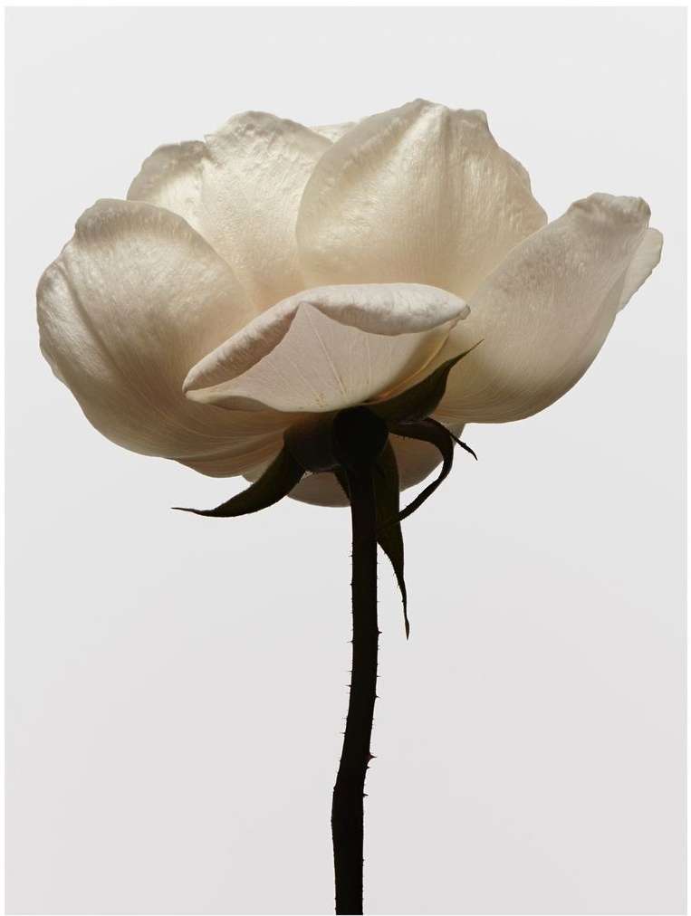 Close-up studio shot of a single delicate white rose with visible stem and thorns, set against a simple light grey background.