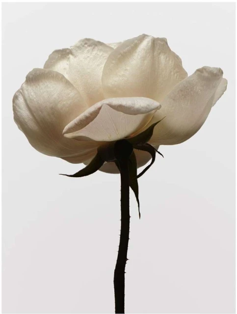 Close-up studio shot of a single delicate white rose with visible stem and thorns, set against a simple light grey background.