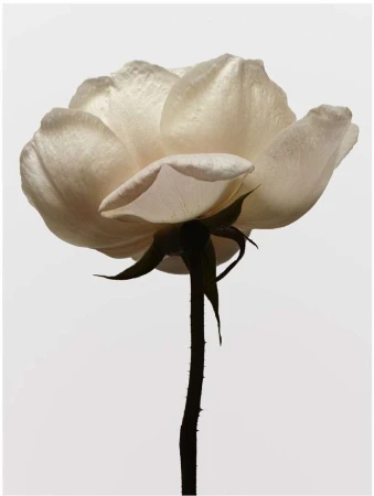 Close-up studio shot of a single delicate white rose with visible stem and thorns, set against a simple light grey background.