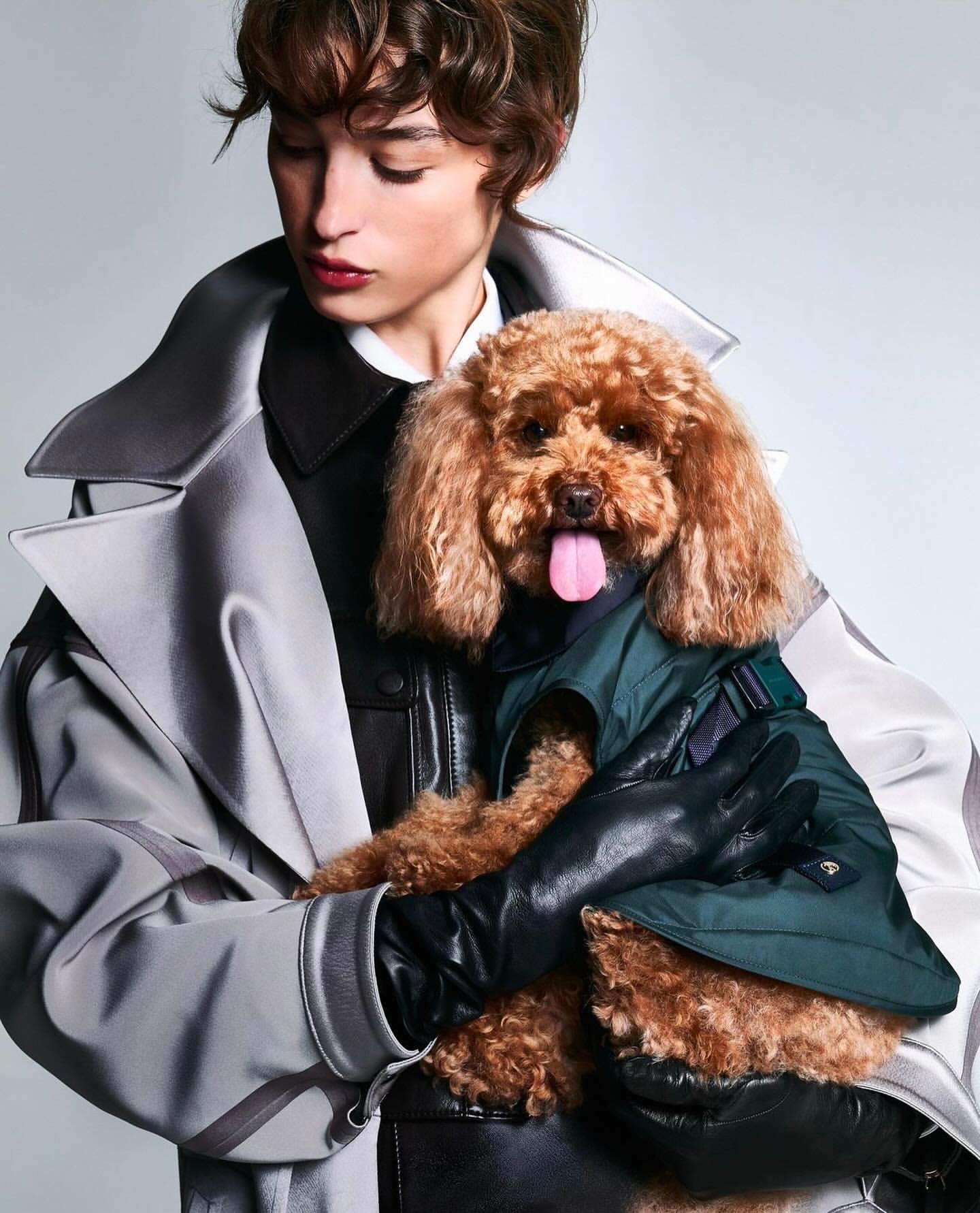 Person in coat holds small brown poodle with tongue sticking out. Puppy wears dark green jacket in studio setting with soft light.