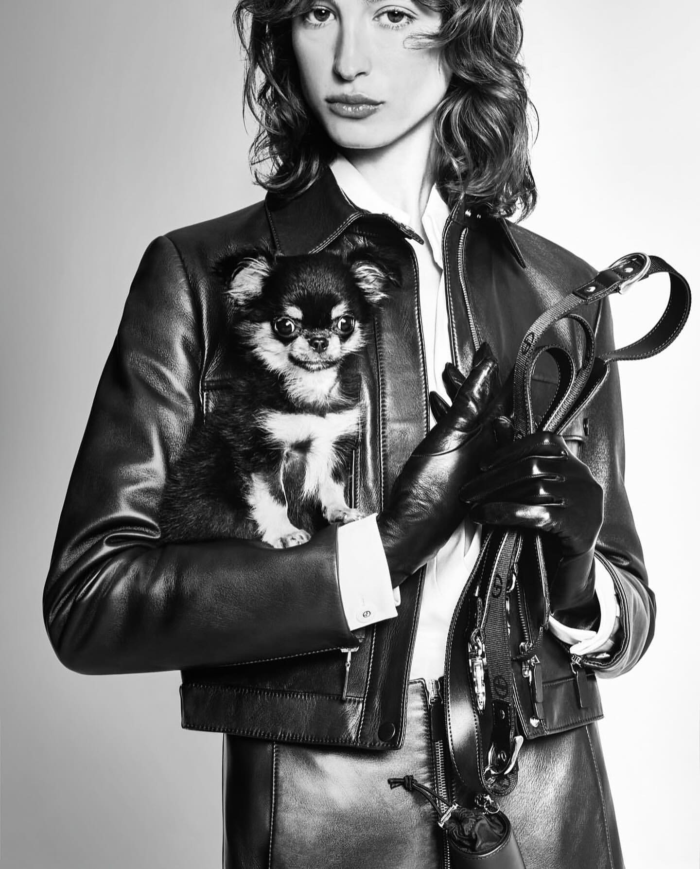 Adult female in leather jacket holds Chihuahua dog. She wears leather gloves and carries a dog leash in a studio shot.