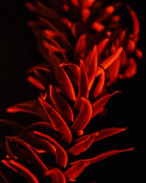 Macro photo of a plant stem with vibrant red leaves against a dark background, highlighting texture and color contrast.