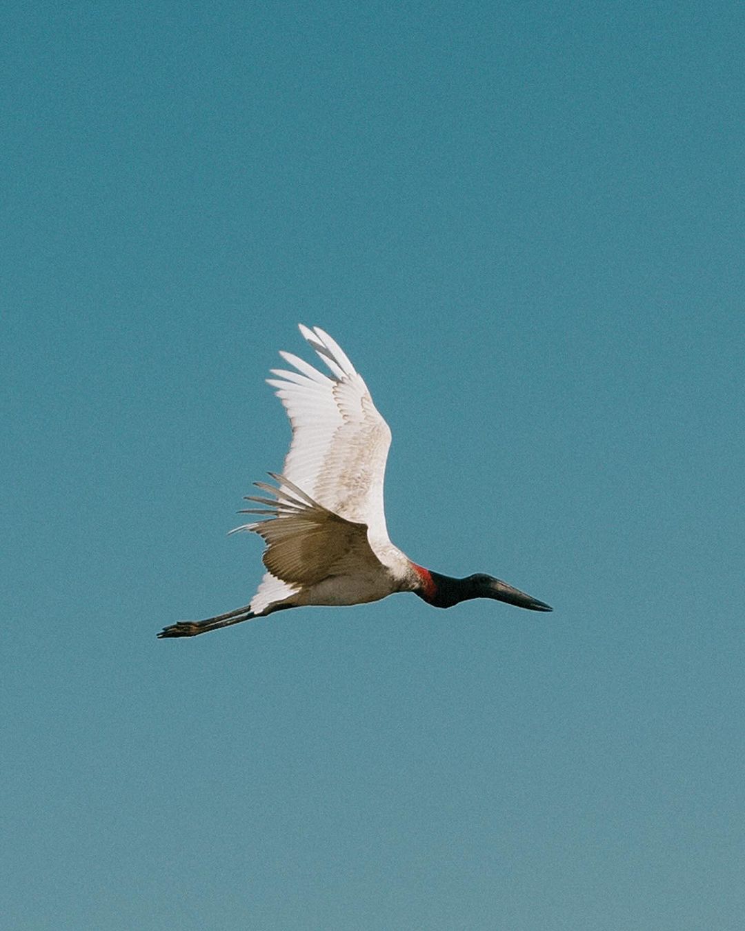 A jabiru stork takes flight against a vibrant blue sky, wings spread wide, showcasing its contrasting white, black, and red plumage.
