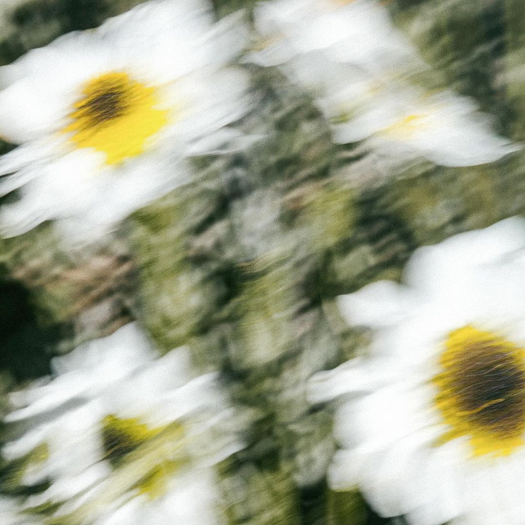 Blurred flowers in motion create an abstract pattern of white petals and yellow centers on a green background, evoking a sense of speed.