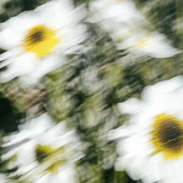 Blurred flowers in motion create an abstract pattern of white petals and yellow centers on a green background, evoking a sense of speed.