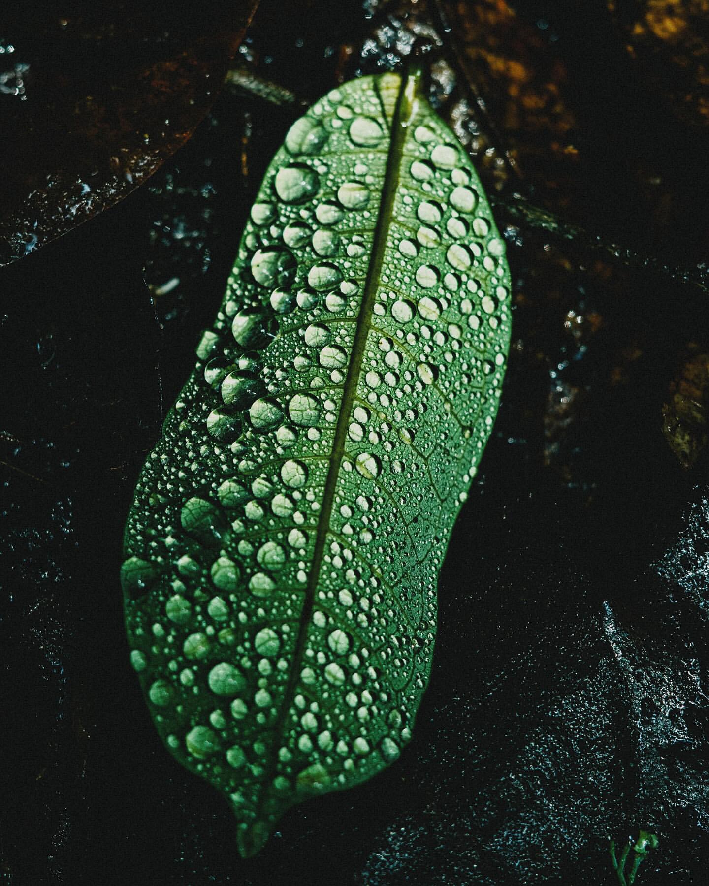 Close-up of a single green leaf covered in water droplets, set against a dark, blurred background. Nature photography.