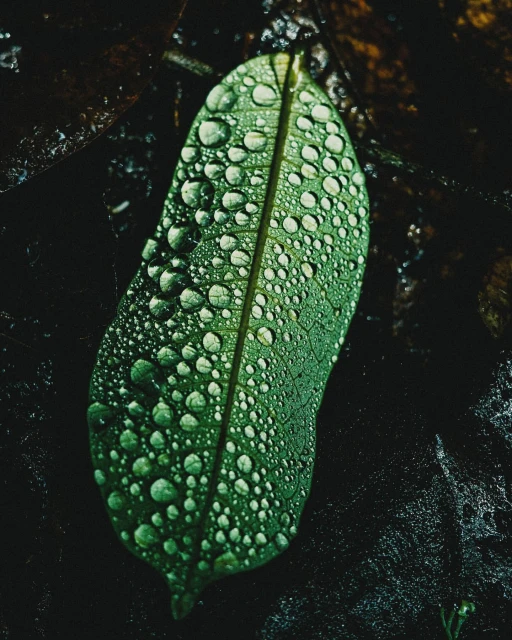 Close-up of a single green leaf covered in water droplets, set against a dark, blurred background. Nature photography.