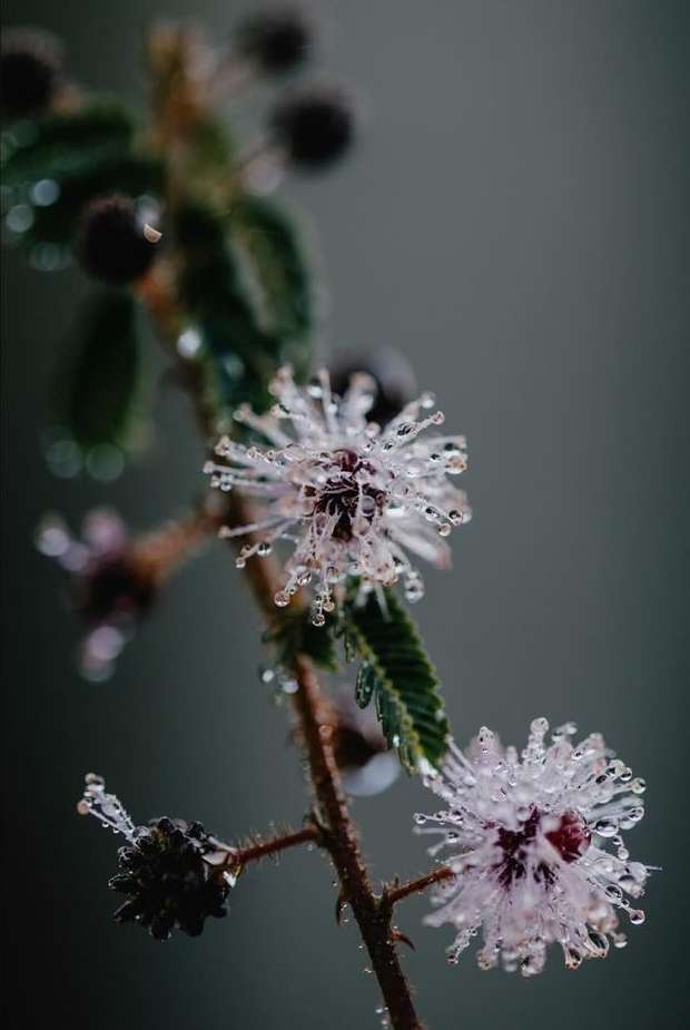 Close-up of a flowering plant stem featuring water droplets on its blooms and leaves, set against a soft grey background in dim lighting.