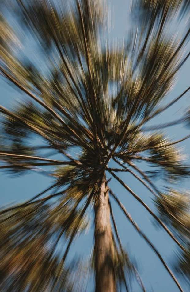 Low-angle motion blur of tree trunk and branches against a blue sky background creating a sense of upward movement and natural energy.