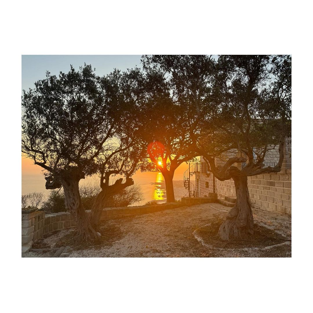 Scenic view of trees silhouetted against a sunset sky with warm hues, capturing a tranquil and picturesque outdoor scene near the sea.
