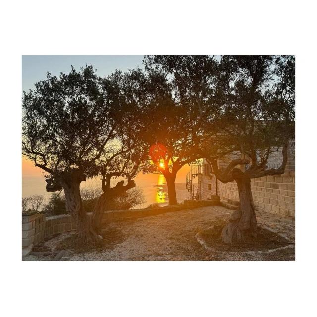 Scenic view of trees silhouetted against a sunset sky with warm hues, capturing a tranquil and picturesque outdoor scene near the sea.