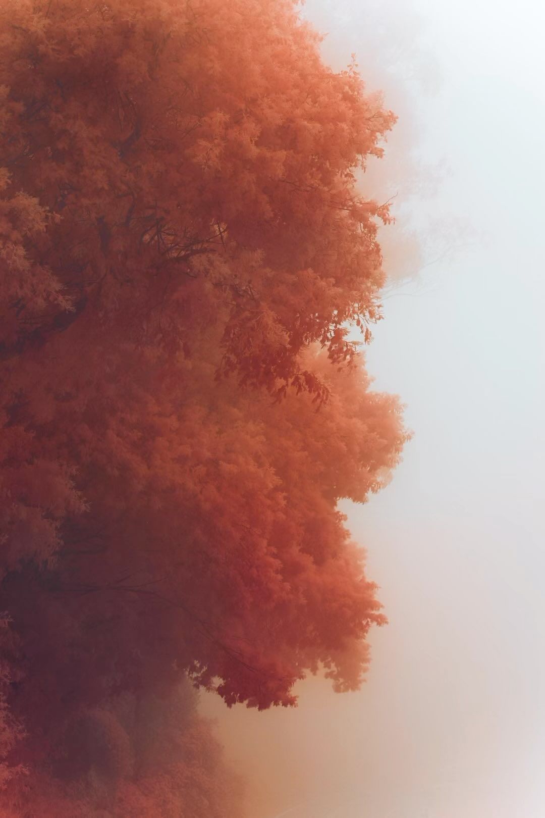 Low-angle shot of a copper beech tree with branches reaching up toward a light, foggy sky. Nature photography of foliage and sky.