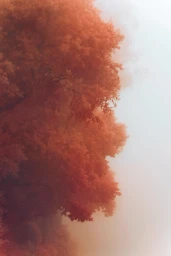 Dense orange and rust-toned autumn tree canopy partially obscured by thick white fog against a muted background.