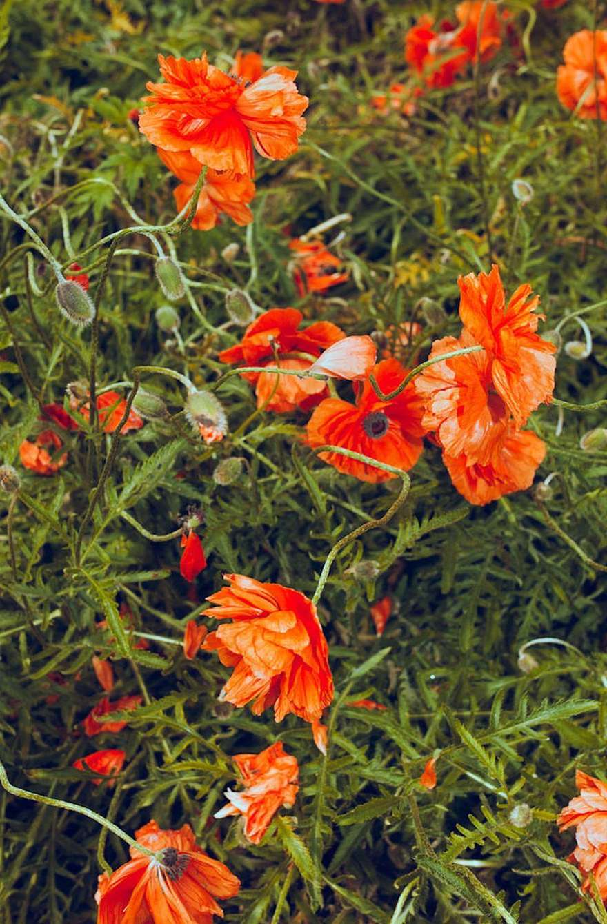 Close-up of vibrant orange poppies blooming outdoors amidst lush green foliage, creating a lively and colorful natural scene.