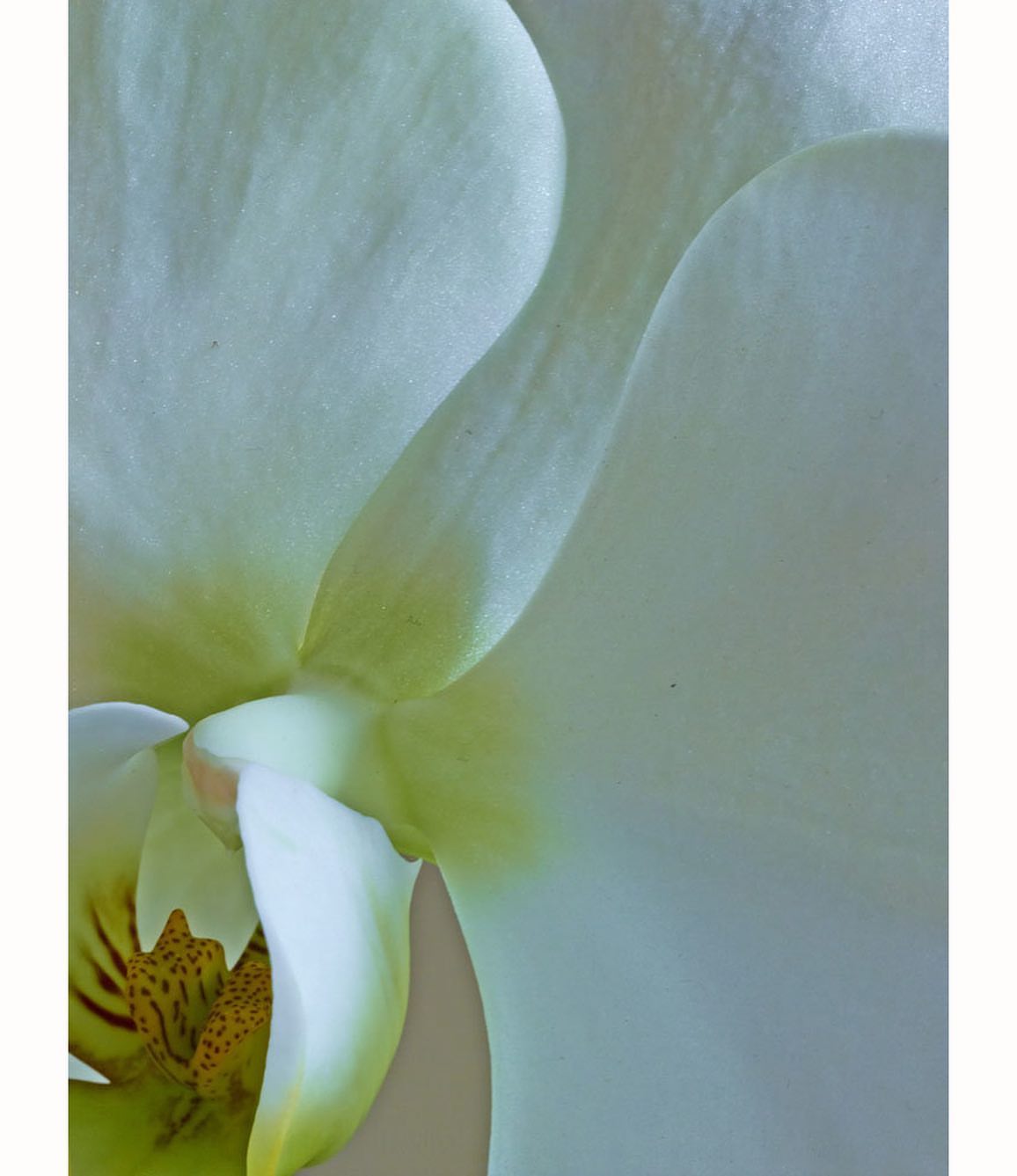Extreme close-up captures the intricate details of a white orchid flower, showcasing its delicate petals, textures, and patterns in macro detail.