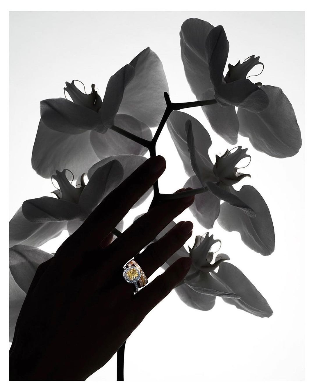 Close-up of a hand wearing a ring against a background of out-of-focus white orchids, backlit for a silhouette effect.