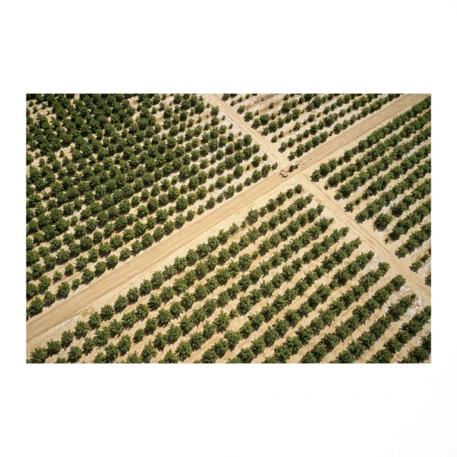 Aerial view of a symmetrical orchard showcasing rows of trees and agricultural dirt paths, providing a geometric and cultivated landscape.