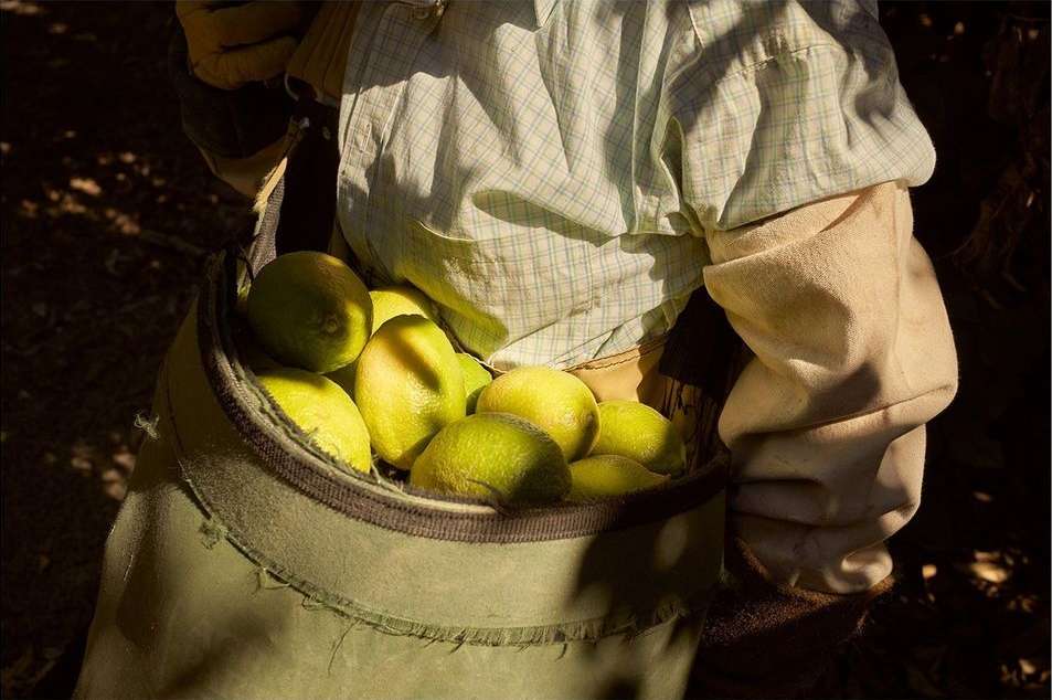 Close-up shot of lemons harvested into a green canvas shoulder bag, outdoors, light and shadows enhancing the fruit's vibrant yellow.