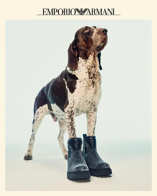 A brown and white pointer dog stands indoors with a pair of dark colored boots on the floor in front of its front legs, shot in studio.
