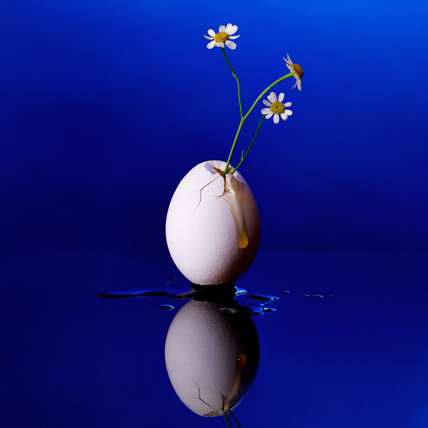 Cracked egg with chamomile flowers on blue background, reflected in surface. Close-up studio shot with nature themes.