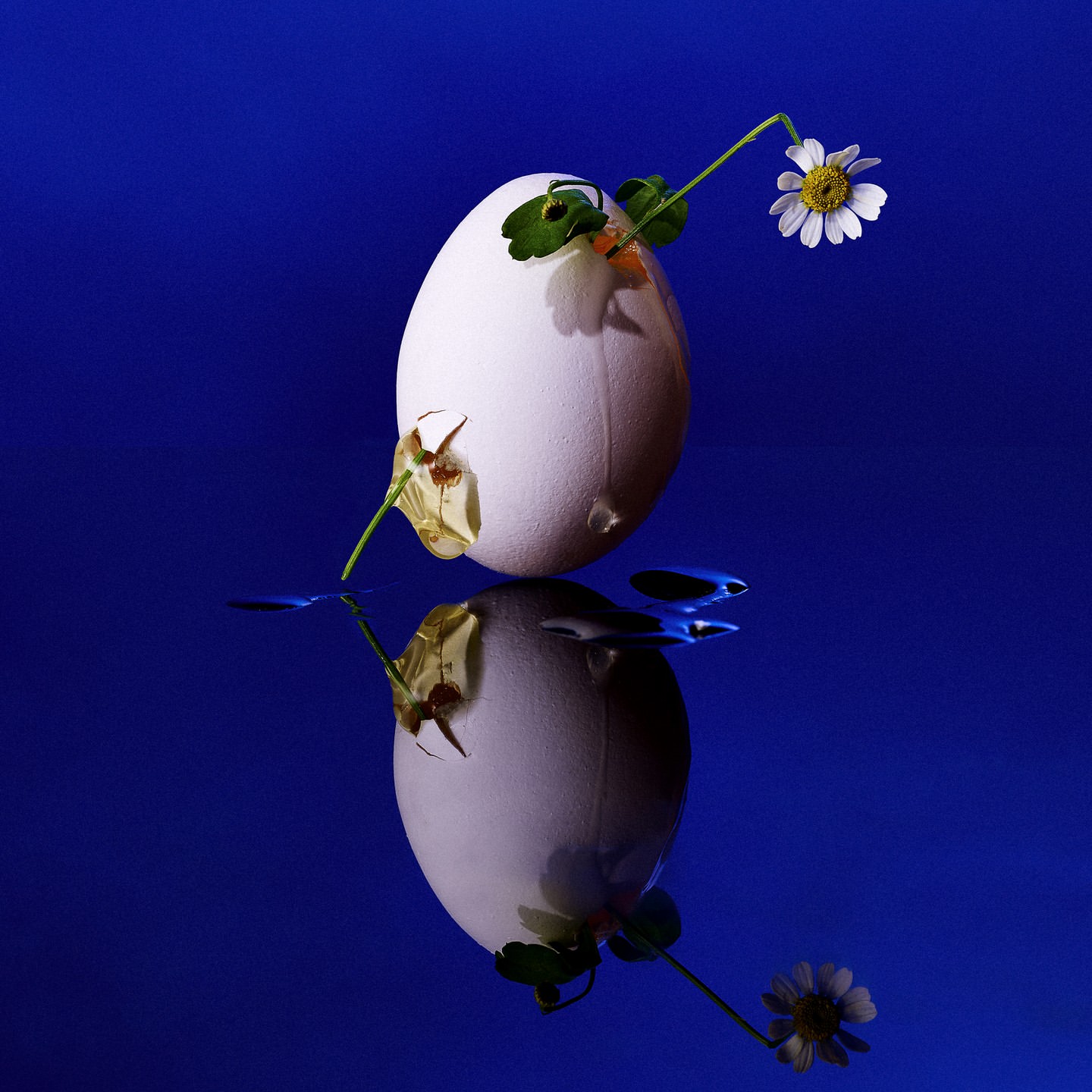 Still life of a cracked white egg reflecting on a deep blue surface, with a tiny daisy sprouting, creating a visually striking composition.