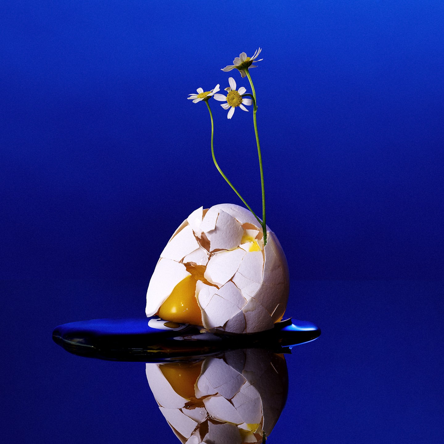 Cracked egg with yolk, reflecting on a blue surface, complemented by three delicate daisy flowers emerging from the cracked shell.