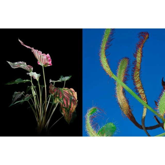 Botanical close-up: Pink-leafed caladium contrasts with dewy sundew against bright blue and black backgrounds in a studio setup.