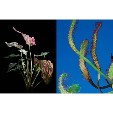 Botanical close-up: Pink-leafed caladium contrasts with dewy sundew against bright blue and black backgrounds in a studio setup.