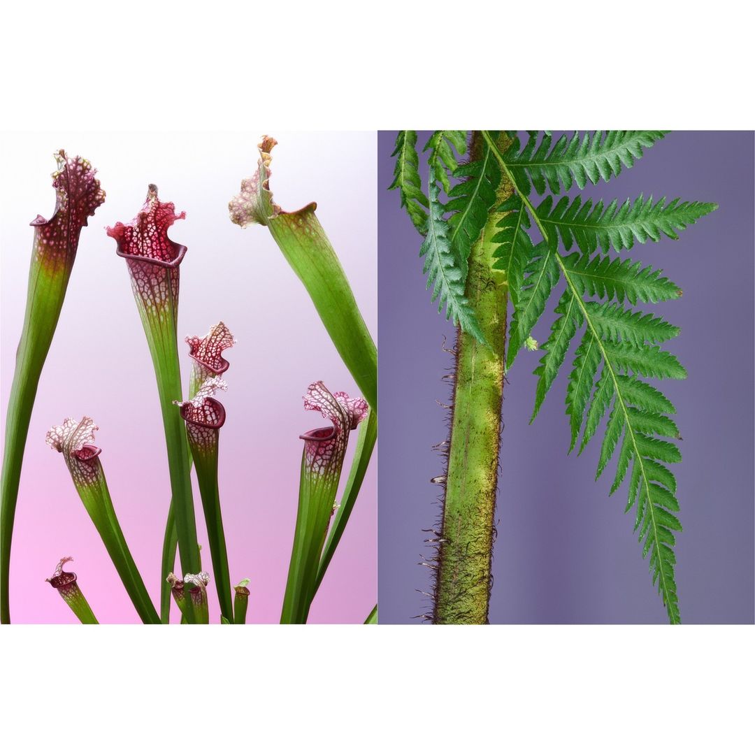 Carnivorous pitcher plants with red hoods, alongside a green fern frond on a purple background. Botanical still life.