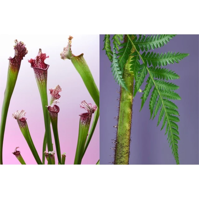 Carnivorous pitcher plants with red hoods, alongside a green fern frond on a purple background. Botanical still life.