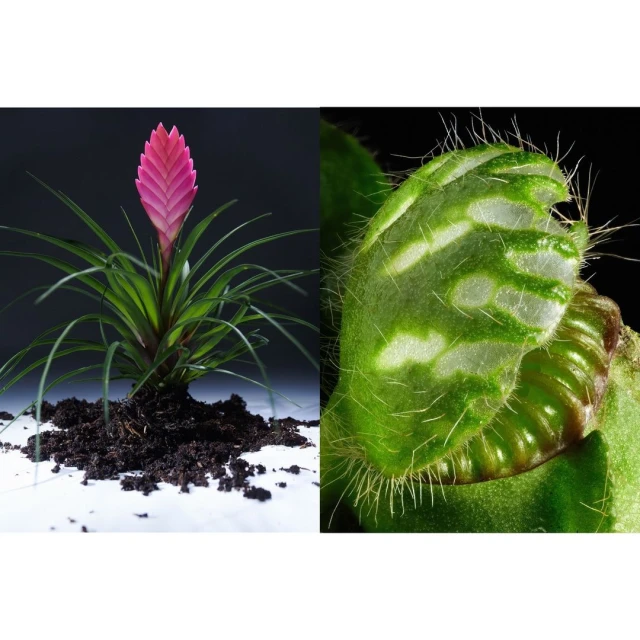 Close-up of a pink quill plant with green leaves and roots, set against a white surface and a split black background.