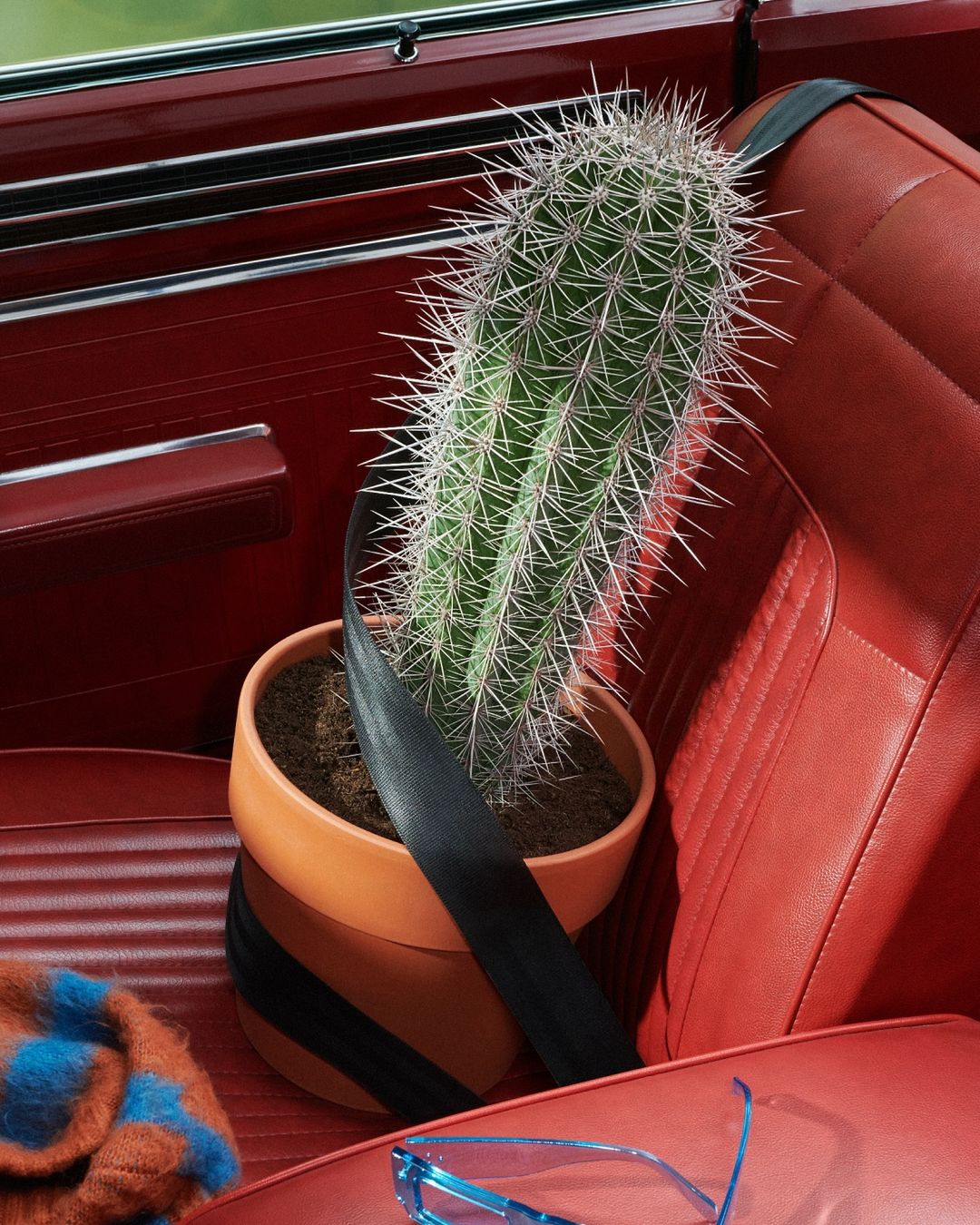 Cactus in a terracotta pot secured with a seatbelt inside a vintage red car. Blue glasses and a sweater are visible on the seat.