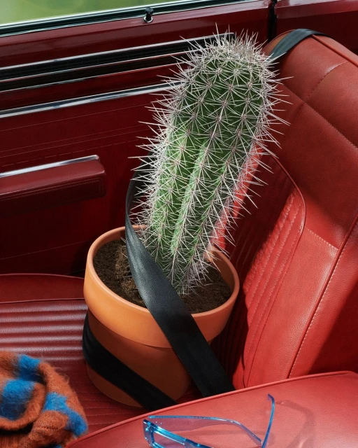 Cactus in a terracotta pot secured with a seatbelt inside a vintage red car. Blue glasses and a sweater are visible on the seat.