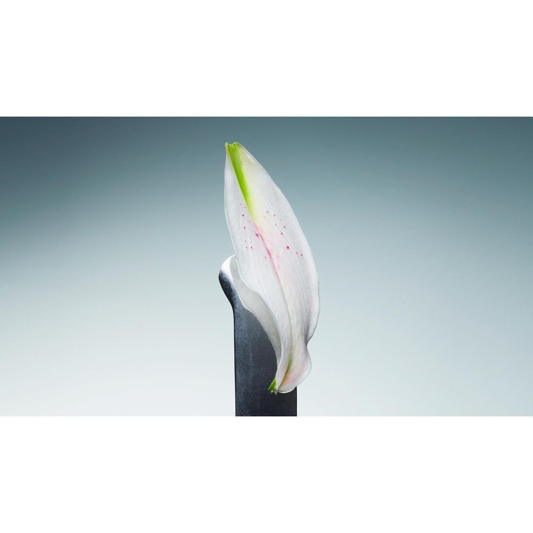 Close-up studio shot of a single white lily petal with green accents, resting atop a dark grey stand against a soft, gradated grey background.