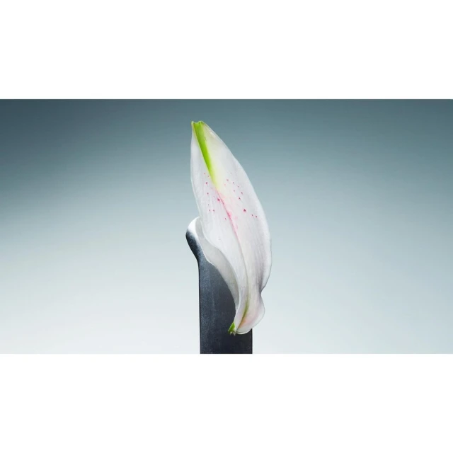 Close-up studio shot of a single white lily petal with green accents, resting atop a dark grey stand against a soft, gradated grey background.