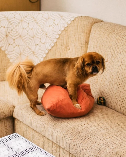A brown dog stands on a coral cushion on a beige sofa, with a white tablecloth and green yarn ball in the background, indoor lighting.