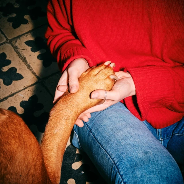 Human holding a dog's paw in hand while seated. The human wears blue jeans and a red sweater, indoor setting, light coming through a window.