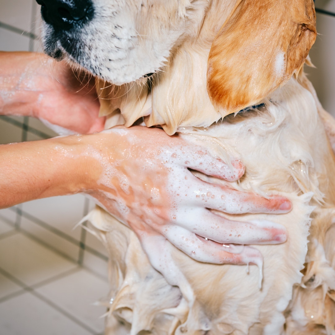 Close-up of a golden retriever getting a bath, its fur covered in soapy water, with a person's hands washing its chest area.