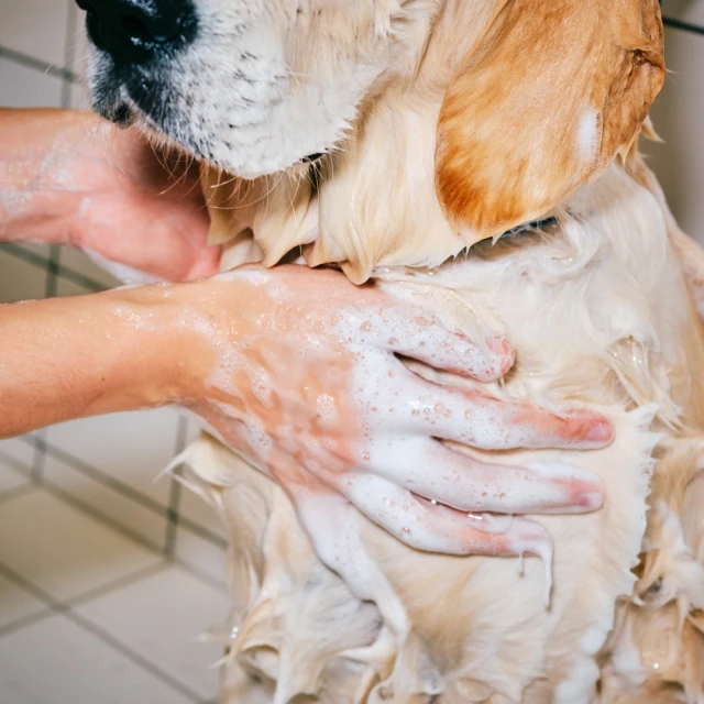 Close-up of a golden retriever getting a bath, its fur covered in soapy water, with a person's hands washing its chest area.