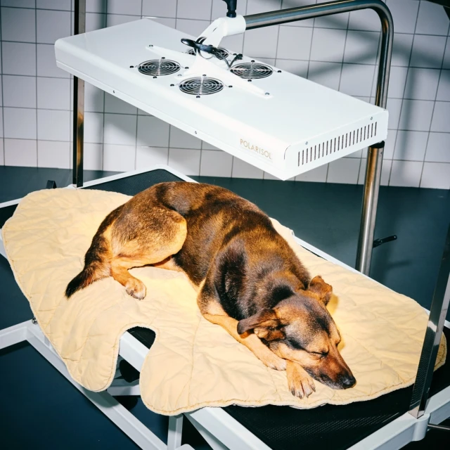 Dog resting on a tan blanket under a light therapy device in an indoor room with a white tiled wall, creating a calming and healing scene.
