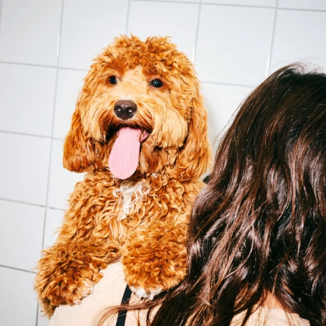 A golden doodle with its tongue hanging out is being held by an adult female with long brown hair on a tiled wall indoors.