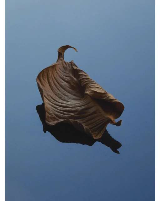 A single brown leaf against a blue sky, showcasing texture and detail in a minimalist nature photograph with natural lighting.