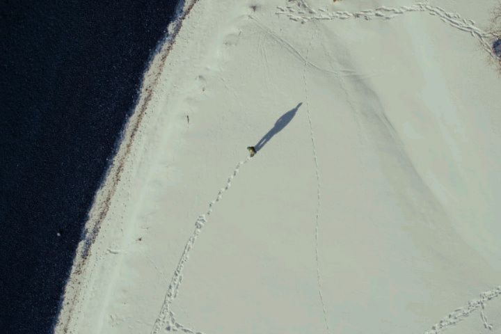 Aerial view of a person walking on a snowy beach next to dark water, leaving footprints in the snow, under bright daylight.