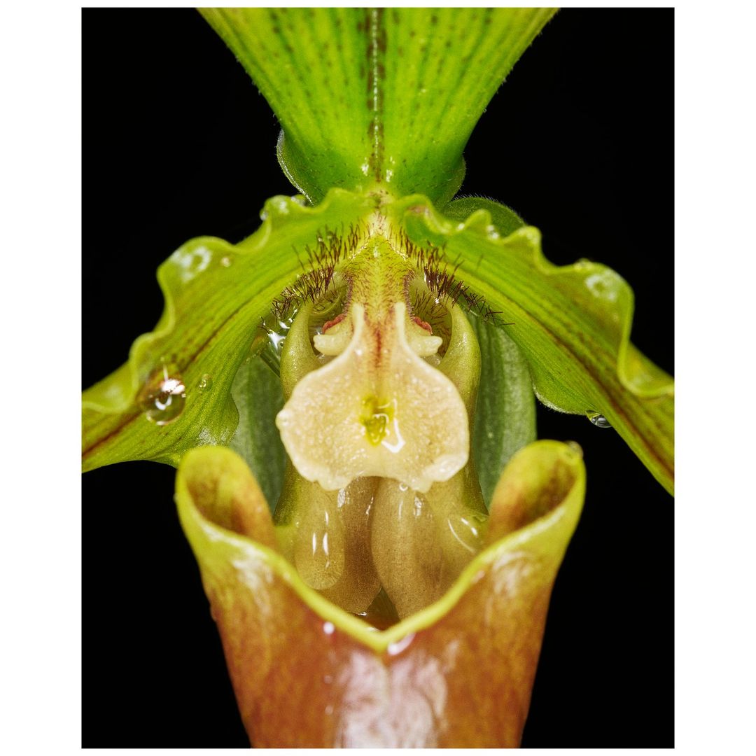 Detailed close-up of a Paphiopedilum orchid, showcasing its green and brown petals and intricate floral structure against a dark background.