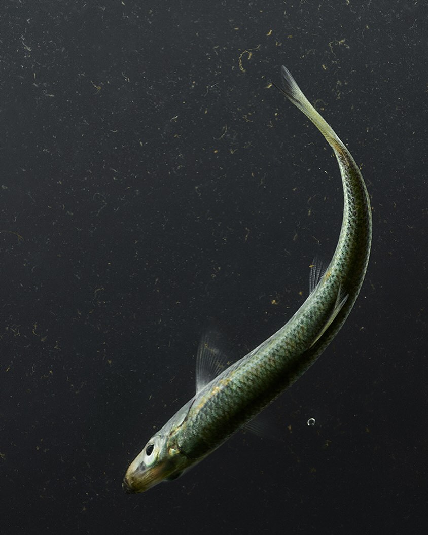 Underwater view of a slender, silvery fish with a curved body swimming against a dark, particulate-filled background in a natural habitat.